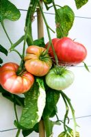 Lycopersicon esculentum - Tomato 'Brandywine Sudduths Strain'
