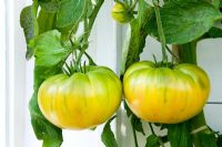 Lycopersicon esculentum - Tomato 'Aunt Rubys German Green'