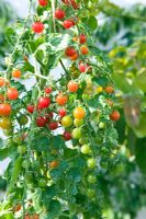 Lycopersicon esculentum - Tomato 'Currant Sweet Pea'