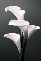 Zantedeschia - Calla lillies