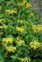 Lonicera tragophylla