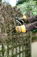 Using secateurs to prune climber - Clematis macropetala 'Maidwell Hall
