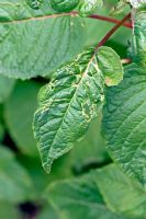 Capsid bug damage to Fuchsia leaves