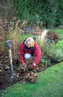 Womand tidying border in late winter, cutting dead foliage from Alchemilla mollis