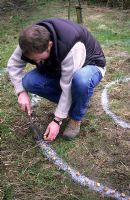 Man planting Crocus bulbs in spiral pattern marked out in rough grass with line marker paint