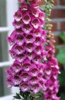 Digitalis purpurea - Foxglove