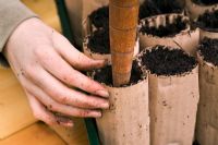 Sowing Lathurys - Sweet pea seeds in recycled card tubes and toilet rolls