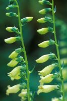 Digitalis lutea - Fox Gloves  