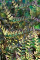 Dryopteris erythrosaura - Buckler Fern   