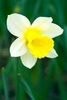Narcissus 'Finland' - Daffodil