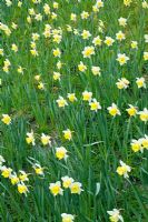 Narcissus 'Finland' - Daffodils