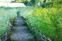 Path through informal wild flower planting edged with woven willow hurdles at Hodges Barn in Gloucestershire  