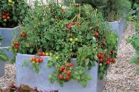 Tomatoes 'Tumbler' planted in galvanized container at Chelsea FS by Evening Standard 