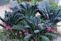 Brassica - Kale Nerodi Tascana with Allium schoenoprasum - Chives in metal galvanised container at Chelsea FS