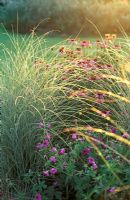 Miscanthus sinensis 'Morning Light' with Echinacea purpurea 'Robert Bloom' and Geranium 'Patricia' in August 