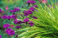 Verbena rigida with Hakonechloa macra albopurea  