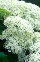 Hydrangea arborescens 'Annabelle'