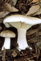 Clouded Agaric - wild mushroom