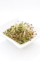 Medicago sativa - Sprouted Alfalfa  