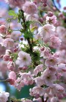 Prunus 'Matsumae-Shirakinu' with blossom in April