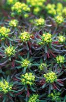 Euphorbia cyparissias 'Fens Ruby' flowering in April