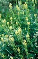 Reseda lutea - Wild mignonette