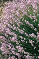 Lavandula angustifolia 'Hidcote Pink'