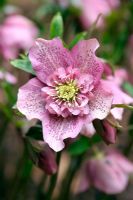 Helleborus - Hellbores Anemone centred (Ashwood nurseries) at the NCCPG collection of Mr Jeremy Wood at Whiteparish in Wiltshire