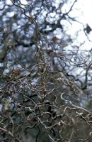 Corylus avellana 'Contorta' - Hazel