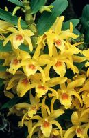 Dendrobium 'Stardust' - Orchid