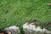 Soleirolia - Mind your own business as ground cover in shade with granite block edging at Pine Lodge Gardens Near St Austell