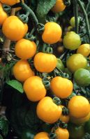 Lycopersicon esculentum - Tomato 'Galina'