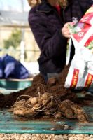 Dahlia tubers, getting compost ready for planting tubers in spring