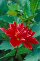 Dahlia 'Moray Susan' flowering in September