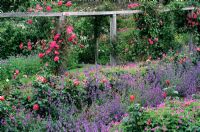 Rosa - roses climbing on wooden supports underplanted with  Nepeta and Geranium at Inverewe Gardens, Scotland