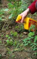 'Ready to use' trigger spray of glyphosate weedkiller being used to spot treat weeds in border in spring