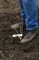 Firming in newly planted rose