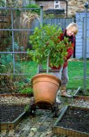 Woman moving bay tree in large terracotta container using sack trolley