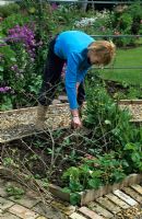 Woman pushing in twiggy sticks as plant supports