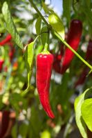 Capsicum - Chilli 'Garden Salsa' in August 