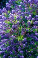 Ceanothus 'Concha' - Californian Lilac  