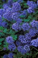 Ceanothus 'Dark Star' - Californian Lilac  