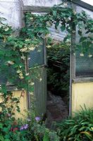 Dregra sinensis syn Wattakaka sinensis climbing over door to greenhouse 