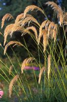 Cortaderia fulvida - Pampas Grass  