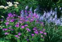 Geranium sylvaticum 'Mayflower' flowering in May