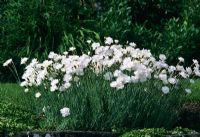 Dianthus 'Mrs Sinkins' flowering in June