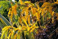 Gleditsia triacanthos 'Sunburst' in October