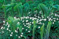 Spring border with Hosta 'Frances Williams' - Funkia with Anemone nemorosa 'Flore Pleno' - Wood Anemone. 