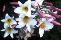 Lilium regale - Regal Lily   