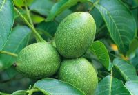 Juglans regia - Walnuts on tree in September